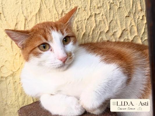 VENDO Gatti a Asti &ndash; foto 1