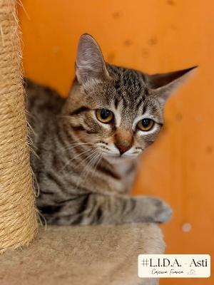 VENDO Gatti a Asti &ndash; foto 1