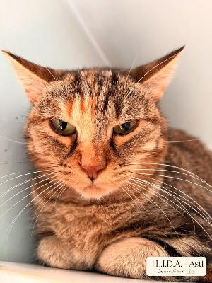 VENDO Gatti a Asti &ndash; foto 1