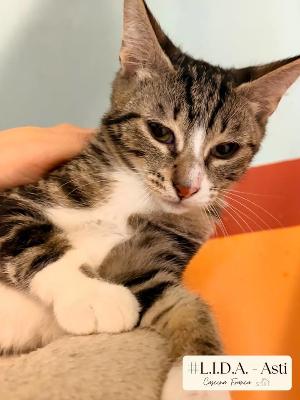 VENDO Gatti a Asti &ndash; foto 1