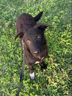 VENDO Cani a Monza &ndash; foto 1