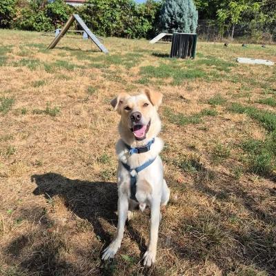 VENDO Cani a Monza &ndash; foto 1