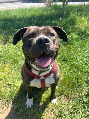 VENDO Cani a Monza &ndash; foto 1