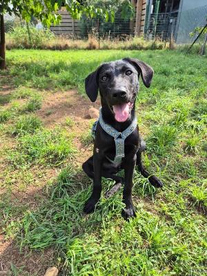 VENDO Cani a Monza &ndash; foto 1