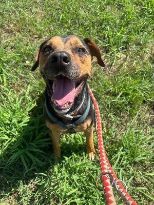 VENDO Cani a Monza &ndash; foto 1