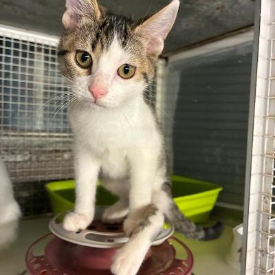 VENDO Gatti a Monza &ndash; foto 1