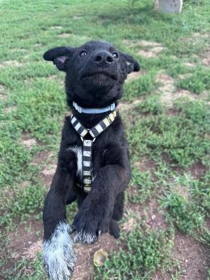 VENDO Cani a Monza &ndash; foto 1