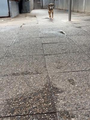 VENDO Cani a Omegna &ndash; foto 1