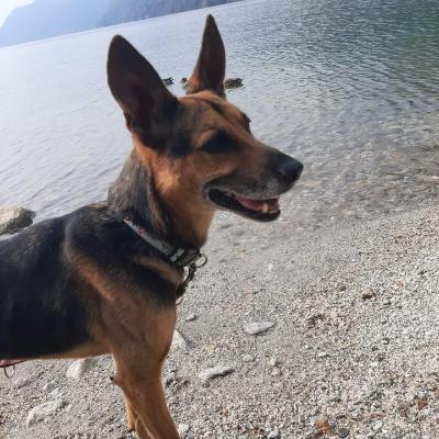 VENDO Cani a Omegna &ndash; foto 1