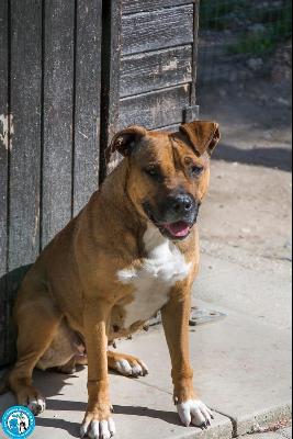 VENDO Cani a Chioggia &ndash; foto 1