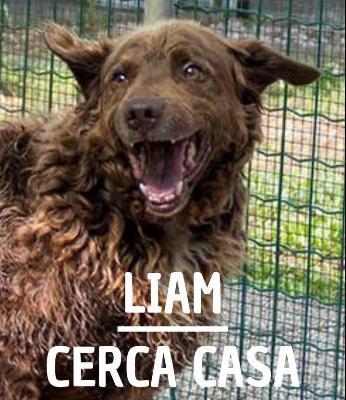 VENDO Cani a Chioggia &ndash; foto 1