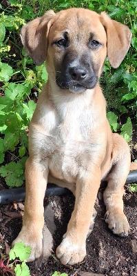 VENDO Cani a Fanano &ndash; foto 1