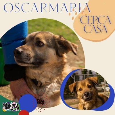 VENDO Cani a Alpignano &ndash; foto 1