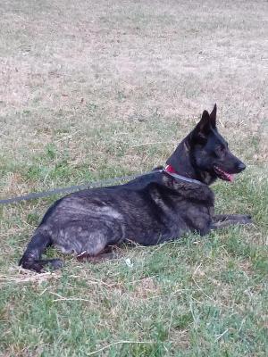 VENDO Cani a Alpignano &ndash; foto 1