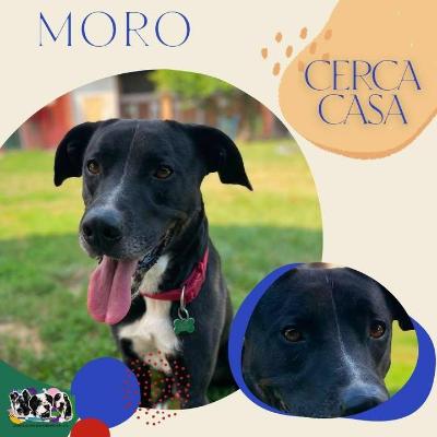 VENDO Cani a Alpignano &ndash; foto 1
