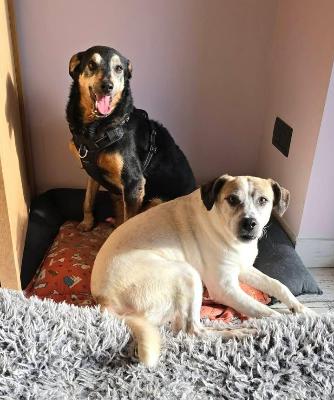 VENDO Cani a Alpignano &ndash; foto 1