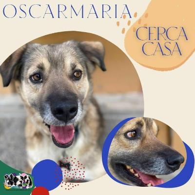 VENDO Cani a Alpignano &ndash; foto 1