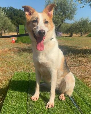 VENDO Cani a Cervasca &ndash; foto 1