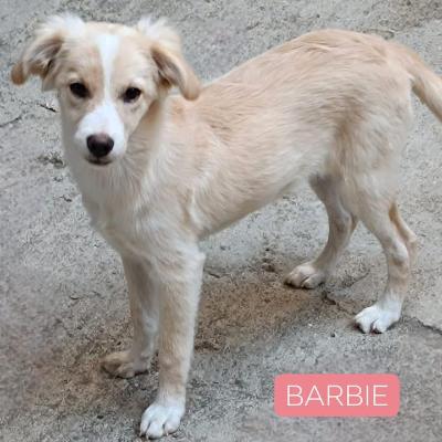 VENDO Cani a Cervasca &ndash; foto 1