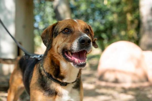 VENDO Cani a Ferrara &ndash; foto 1