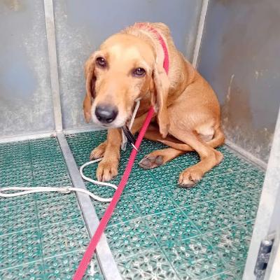 VENDO Cani a Gaggiano &ndash; foto 1