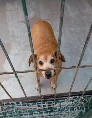 VENDO Cani a Genova &ndash; foto 1