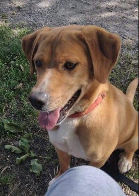 VENDO Cani a Vicoforte &ndash; foto 1