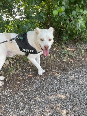 VENDO Cani a Ferrara &ndash; foto 1