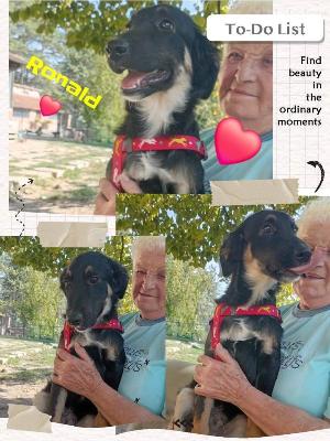 VENDO Cani a Perugia &ndash; foto 1