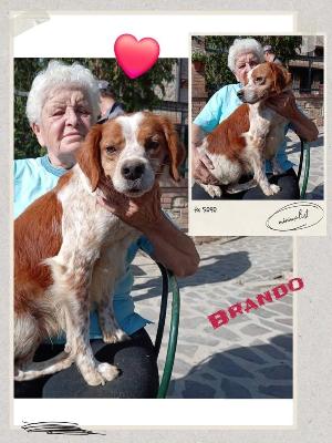 VENDO Cani a Perugia &ndash; foto 1