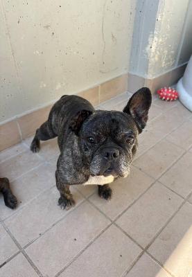 VENDO Cani a Corte Franca &ndash; foto 1