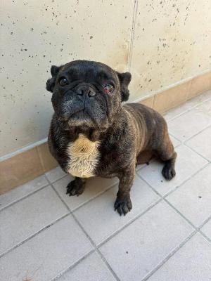 VENDO Cani a Corte Franca &ndash; foto 1