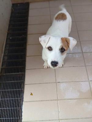 VENDO Cani a Corte Franca &ndash; foto 1