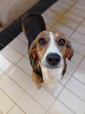 VENDO Cani a Corte Franca &ndash; foto 1