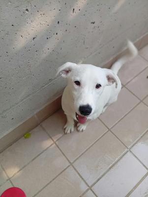 VENDO Cani a Corte Franca &ndash; foto 1