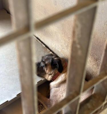VENDO Cani a Trezzano sul Naviglio &ndash; foto 1