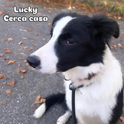 VENDO Cani a Trezzano sul Naviglio &ndash; foto 1
