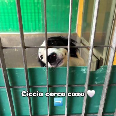 VENDO Cani a Trezzano sul Naviglio &ndash; foto 1