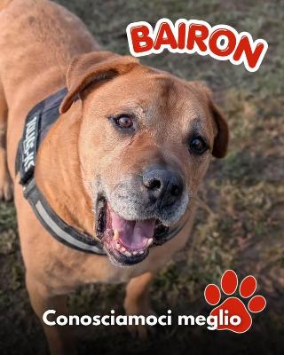 VENDO Cani a Mariano Comense &ndash; foto 1