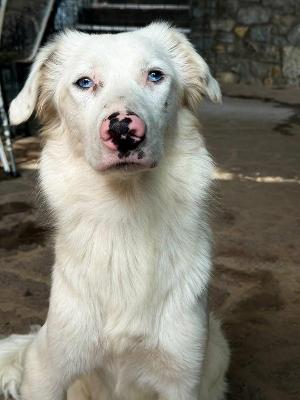 VENDO Cani a Erbusco &ndash; foto 1