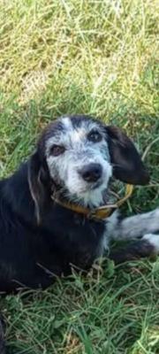 VENDO Cani a Erbusco &ndash; foto 1