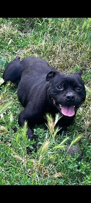 VENDO Cani a Erbusco &ndash; foto 1