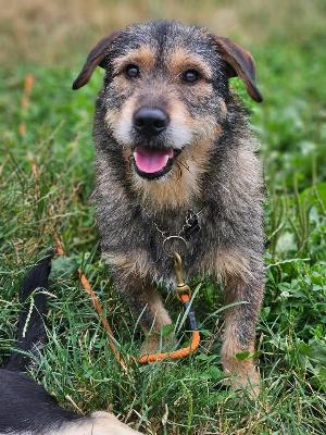 VENDO Cani a Brescia &ndash; foto 1