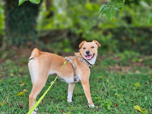 VENDO Cani a Brescia &ndash; foto 1