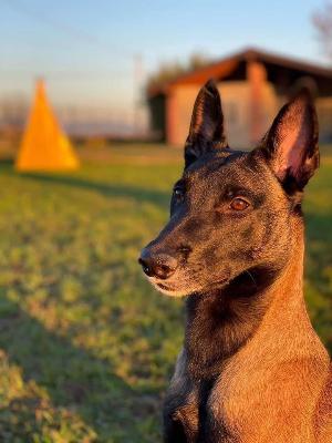 VENDO Cani a Brescia &ndash; foto 1