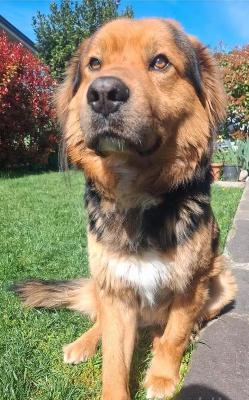 VENDO Cani a Brescia &ndash; foto 1