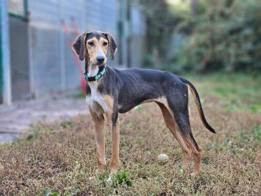VENDO Cani a Brescia &ndash; foto 1
