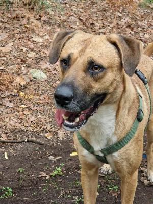 VENDO Cani a Somma Lombardo &ndash; foto 1