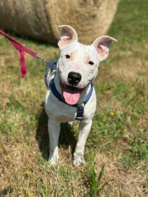 VENDO Cani a Somma Lombardo &ndash; foto 1