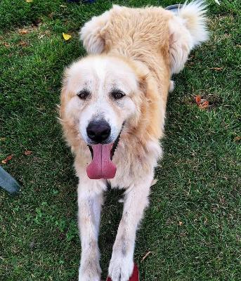 VENDO Cani a Calvatone &ndash; foto 1